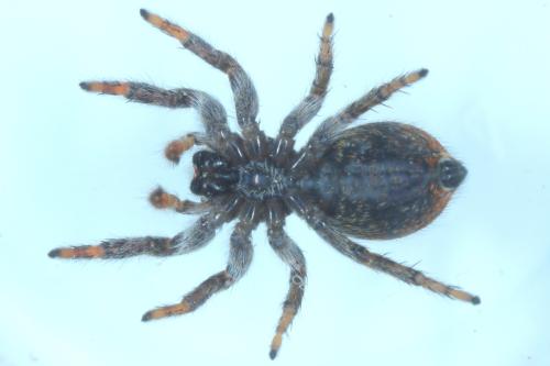 Réf. 320 264 : Carrhotus xanthogramma